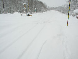 �����ʂ̌����Ȃ����[��