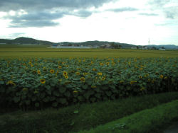 �k���Ђ܂�蔨