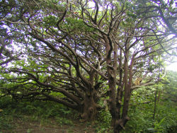 �I���R������