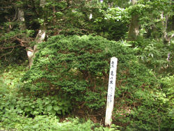 �I���R�T�̖�