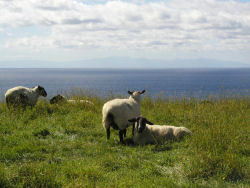 �T�t�H�[�N