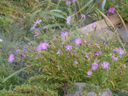 �G�]�J�����i�f�V�R