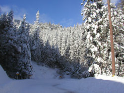 �����Ȑ�̎�