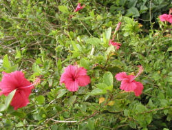 �n�C�r�X�J�X