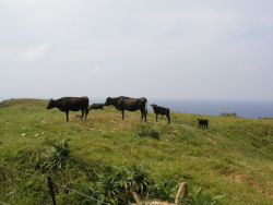 �����ɘȂދ�