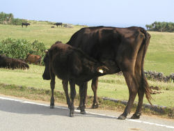 �������ގq��