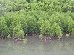 �}���O���[�u