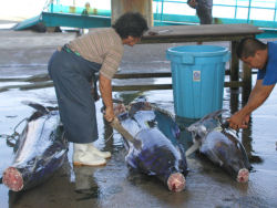 �J�W�L�}�O���̉��