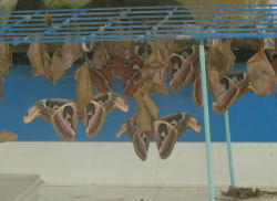 ���i�O�j�T��