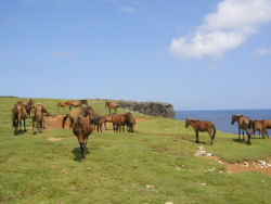 ���i�O�j�E�}�B