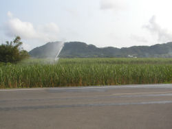 �T�g�E�L�r��