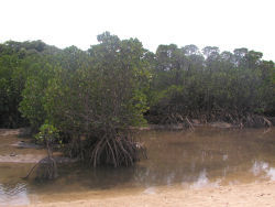 �ɓy���̃}���O���[�u